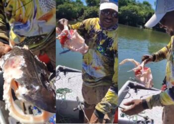 Sangue na água pode ter atraído piranhas que devoraram peixe fisgado por casal, diz bióloga