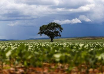 Moratória da soja é interrompida e empresas podem ter de pagar multa bilionária