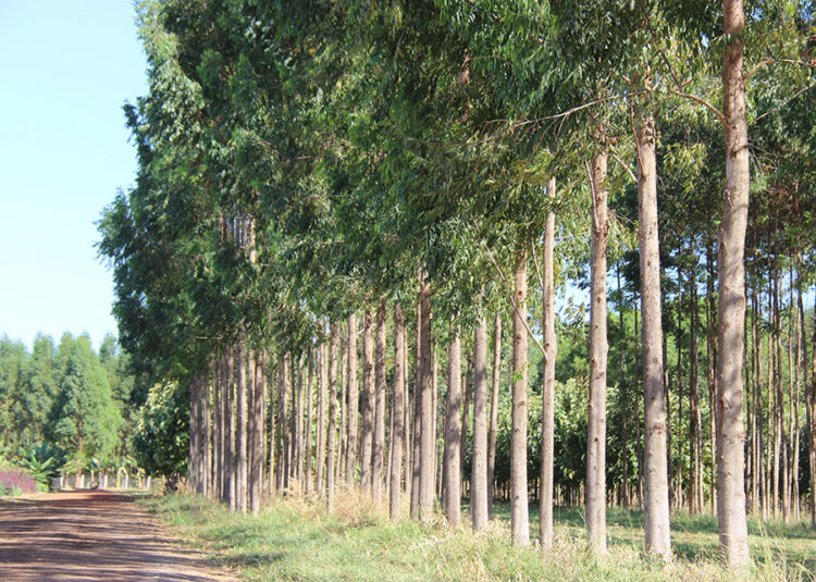 Planilha ajuda produtor a calcular custo de produção e tratamento da madeira