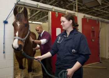 Aprovado com urgência projeto que prevê punição para exercício ilegal da medicina veterinária