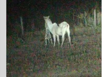 Câmera registra momento em que onça ataca bezerro em fazenda no sul do Tocantins