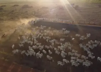 Com maior rentabilidade, confinamento renova otimismo dos produtores