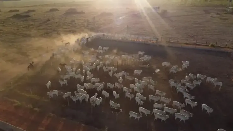 Com maior rentabilidade, confinamento renova otimismo dos produtores