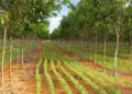 Brasil e Holanda promovem edital de pesquisa sobre Cerrado; prazo de inscrição vai até 13 de janeiro