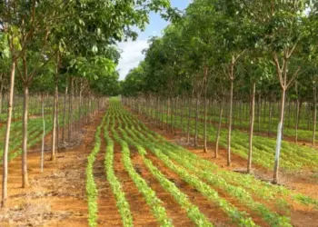Brasil e Holanda promovem edital de pesquisa sobre Cerrado; prazo de inscrição vai até 13 de janeiro