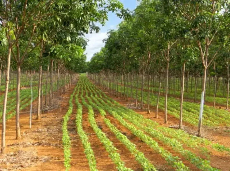 Brasil e Holanda promovem edital de pesquisa sobre Cerrado; prazo de inscrição vai até 13 de janeiro