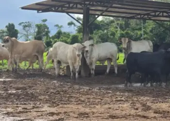 Diferenças entre sal mineral e sal proteinado: guia para uma suplementação eficiente