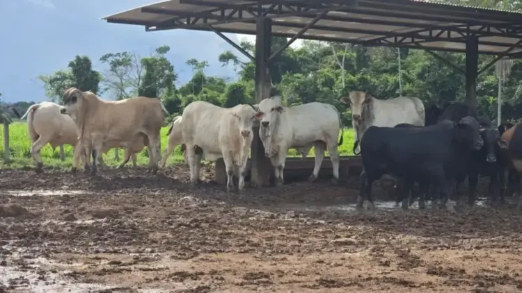 Diferenças entre sal mineral e sal proteinado: guia para uma suplementação eficiente