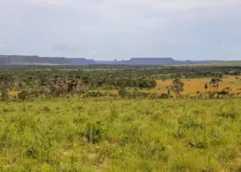 Área desmatada no Tocantins recua para 893 km² e tem redução de 21,8% em 2025