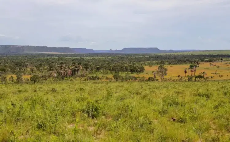Área desmatada no Tocantins recua para 893 km² e tem redução de 21,8% em 2025