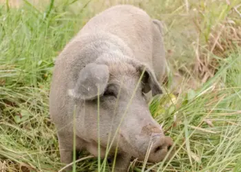 Tocantins dá início ao 5º ciclo de vigilância da Peste Suína Clássica em 39 municípios