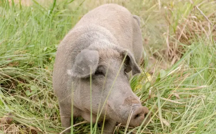 Tocantins dá início ao 5º ciclo de vigilância da Peste Suína Clássica em 39 municípios