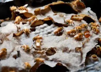 Reforço na vigilância dos apiários ajuda a prevenir o pequeno besouro das colmeias