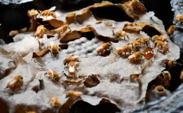 Reforço na vigilância dos apiários ajuda a prevenir o pequeno besouro das colmeias