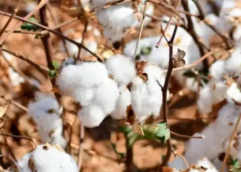 Vazio sanitário do algodão começou no Tocantins no último sábado, 20