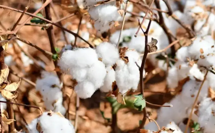 Vazio sanitário do algodão começou no Tocantins no último sábado, 20