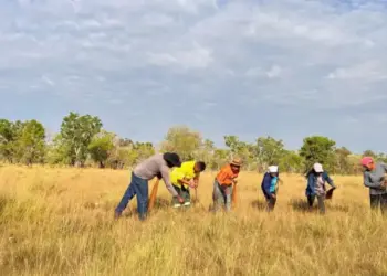 Coleta de capim-dourado é autorizada e associações de artesãos e extrativistas do Jalapão são beneficiadas