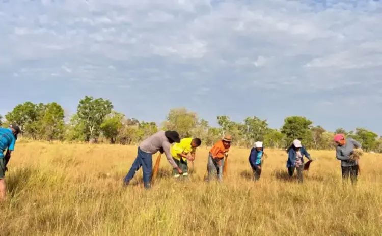 Coleta de capim-dourado é autorizada e associações de artesãos e extrativistas do Jalapão são beneficiadas