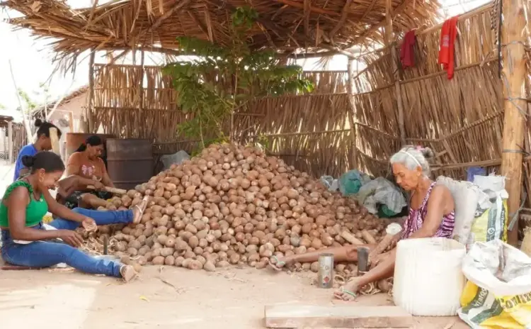Cadastro de artesãs e mapeamento de quebradeiras de coco mobilizam Augustinópolis