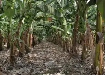 Monitoramento climático é reforçado no Tocantins para dar mais segurança ao produtor rural