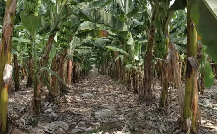 Monitoramento climático é reforçado no Tocantins para dar mais segurança ao produtor rural