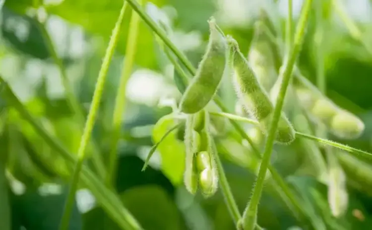 Tocantins inícia plantio de soja a partir de 1º de outubro