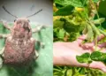 Cascudinho-da-soja ameaça a safra no Centro-Oeste e Norte ao atacar raízes e caule de plantas jovens