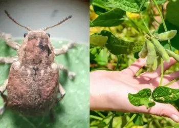 Cascudinho-da-soja ameaça a safra no Centro-Oeste e Norte ao atacar raízes e caule de plantas jovens