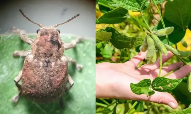 Cascudinho-da-soja ameaça a safra no Centro-Oeste e Norte ao atacar raízes e caule de plantas jovens