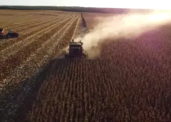 Colheita do milho safrinha e da soja para sementes surpreende no Tocantins