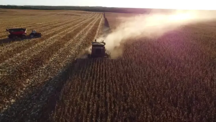 Colheita do milho safrinha e da soja para sementes surpreende no Tocantins