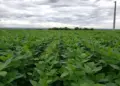 Safra 2025/26 de soja no Tocantins será de grandes números, mas exige cautela do produtor