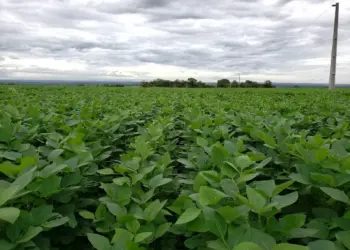 Safra 2025/26 de soja no Tocantins será de grandes números, mas exige cautela do produtor