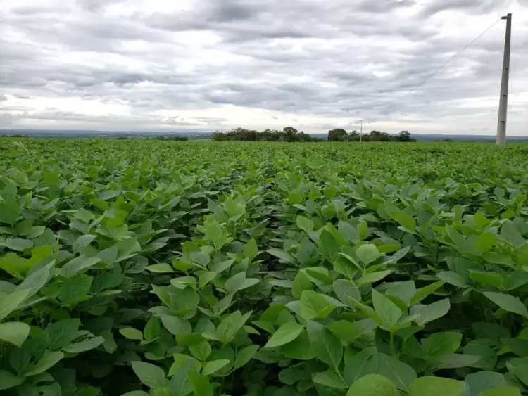 Safra 2025/26 de soja no Tocantins será de grandes números, mas exige cautela do produtor