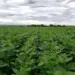 Safra 2025/26 de soja no Tocantins será de grandes números, mas exige cautela do produtor
