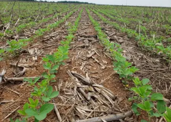 Frísia orienta cooperados no Tocantins para uma safra 2025/2026 mais eficiente e sustentável