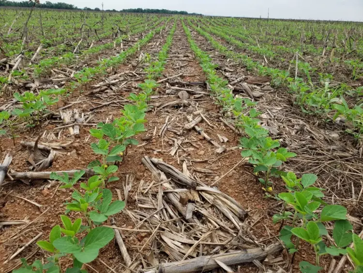 Frísia orienta cooperados no Tocantins para uma safra 2025/2026 mais eficiente e sustentável