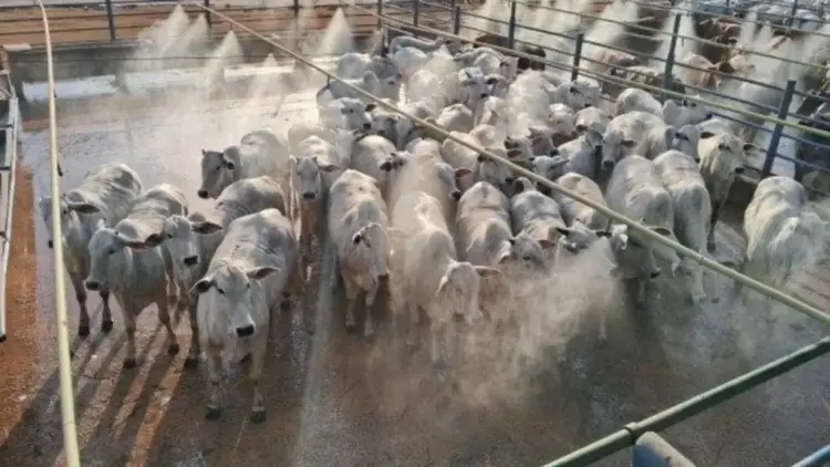 Startup aposta em inteligência artificial para pesar bois e economizar na pecuária