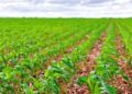 Zoneamento agrícola do milho 2ª safra é aprovado para 13 estados e o DF