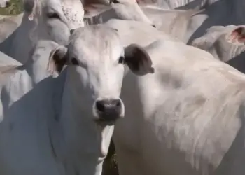 Especialista explica se descartar novilhas na primeira cria é realmente a melhor opção