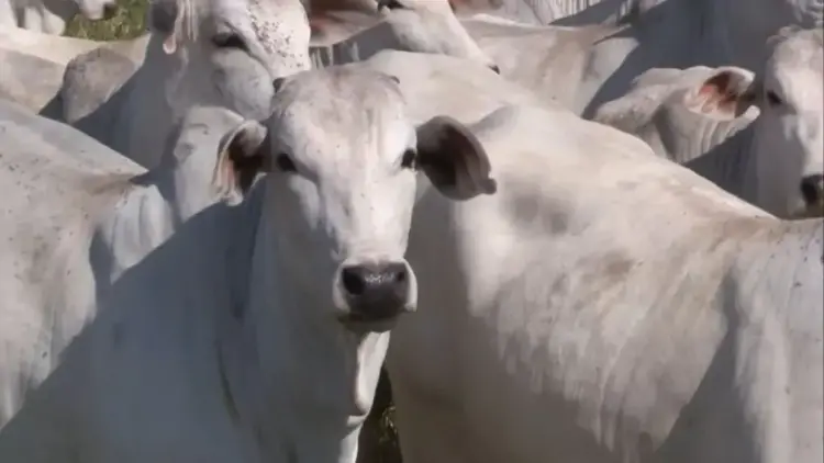 Especialista explica se descartar novilhas na primeira cria é realmente a melhor opção