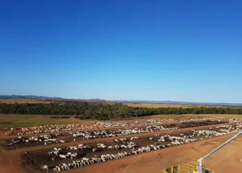 Tocantins é potência pecuária com 11,6 milhões de cabeças de gado e celebra genética de excelência no 1º Leilão Nelore ENCO