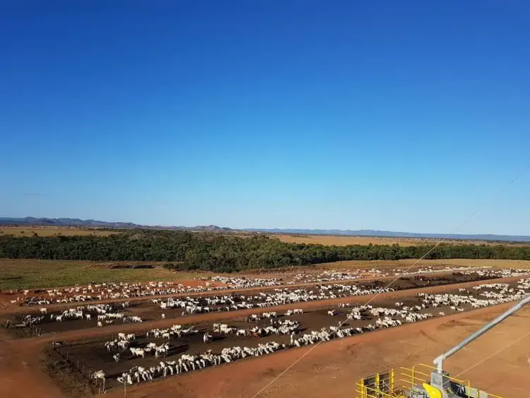 Tocantins é potência pecuária com 11,6 milhões de cabeças de gado e celebra genética de excelência no 1º Leilão Nelore ENCO