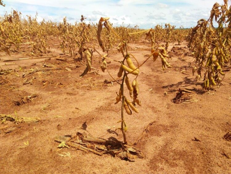 Dívidas dos produtores rurais gaúchos totalizam R$ 27,4 bilhões, conclui Farsul