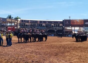 De onde vem a energia para o mangalarga marchador vencer provas longas?