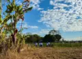 Último treinamento do AgroNorte no Tocantins destaca fruticultura sustentável