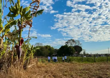 Último treinamento do AgroNorte no Tocantins destaca fruticultura sustentável