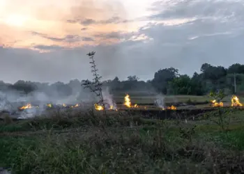 Riscos de embargo e multa: negligência e falta de informação levam produtores rurais a cometerem infrações ambientais