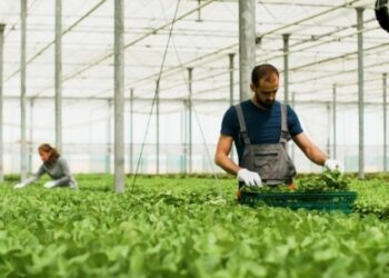 BNDES amplia investimentos sustentáveis com novos fundos para a economia verde