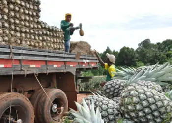 Tocantins se consolida na produção de abacaxi, fruta mais cultivada em valor no estado